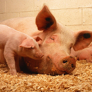 氣體濃度檢測(cè)儀在養(yǎng)殖場(chǎng)中的重要性